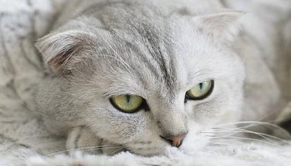 开云体育vip-国家自行车锦标赛，骑士们的速度较量，自行车全国锦标赛